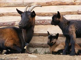 1. obrázek Kozí pelíšek - Jílové u Prahy