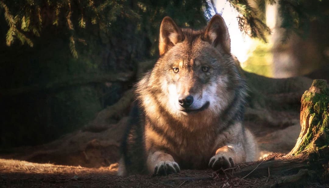 1. obrázek Zvířecí park Bavorský les – Bayerwald-Tierpark Lohberg, Německo