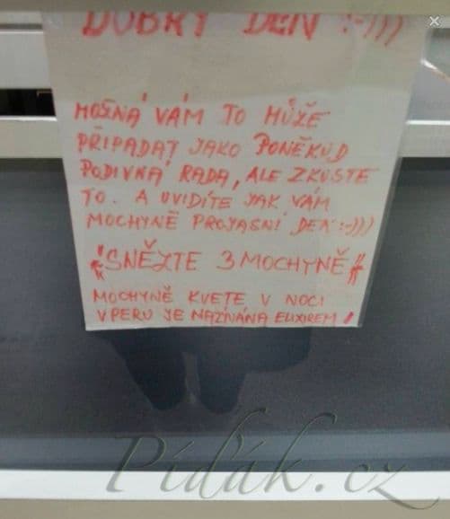 1. obrázek Jak vypadá skrytá reklama na Ayahuascu ?