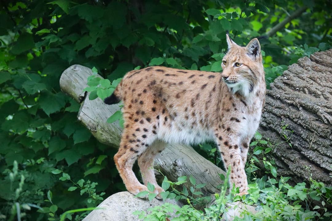 1. obrázek Národní zoo Bojnice – Slovensko