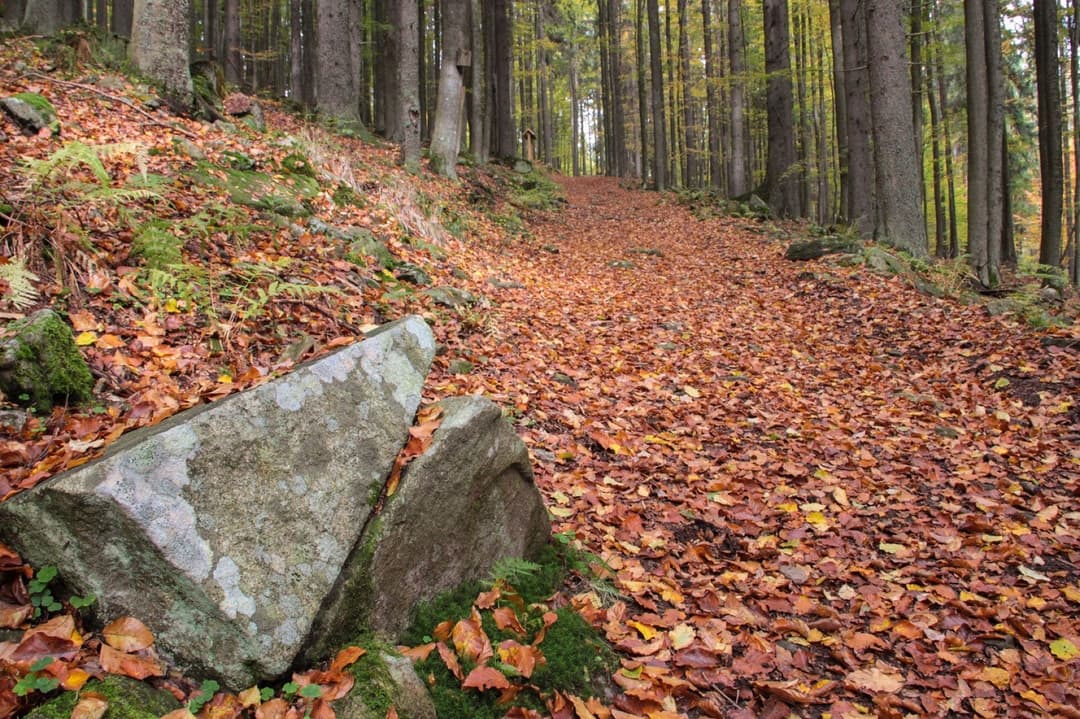 1. obrázek Naučná stezka LES – Borová Lada
