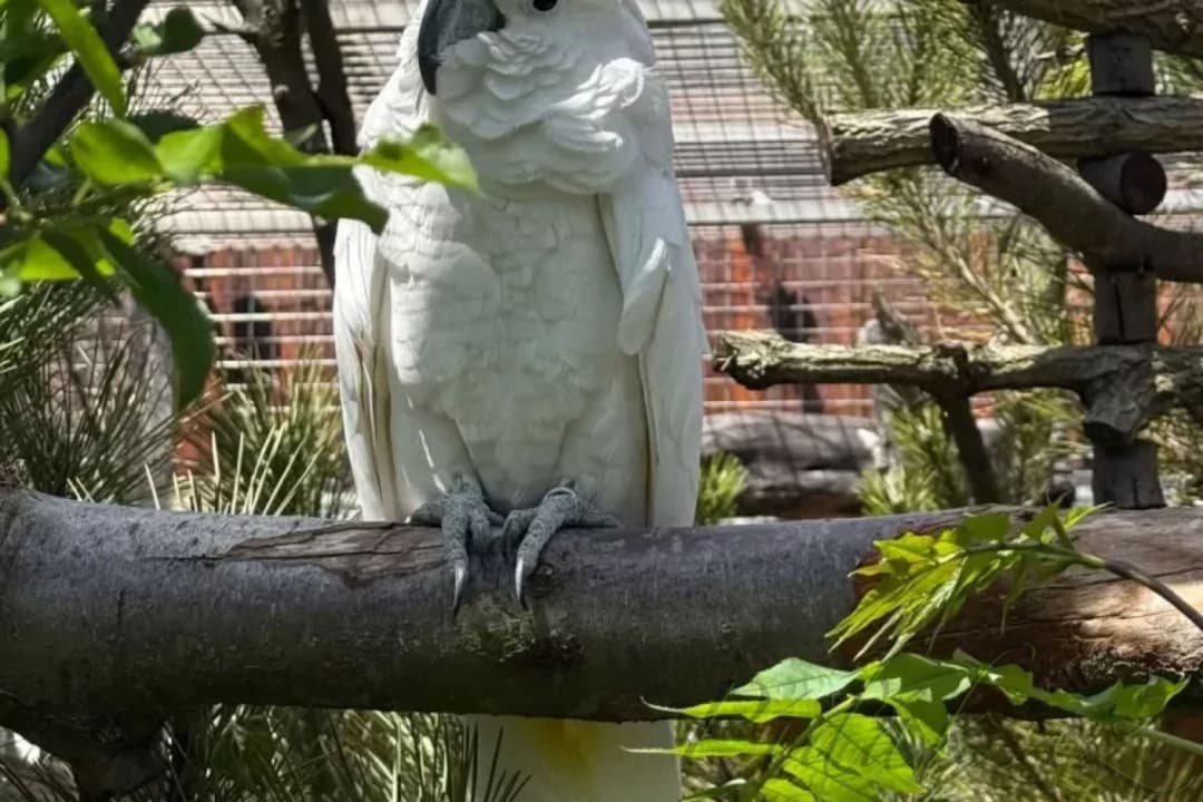 1. obrázek Papouščí zoologická zahrada Bošovice