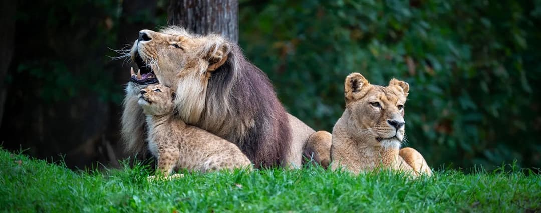 1. obrázek Zoo Brno