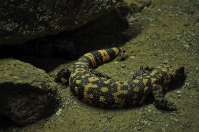 8. obrázek Terárium - Dubeč - Praha 