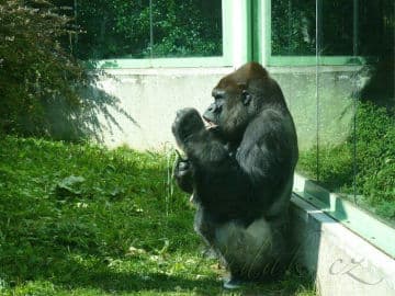 9. obrázek ZOO Zlín - Zámek Lešná- Zoo bez mříží