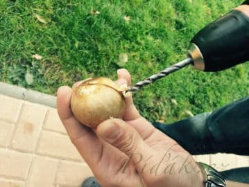 4. obrázek Avokádo - pěstujeme doma a z pecky