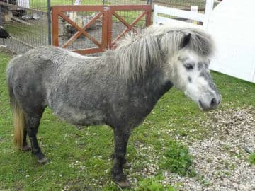 9. obrázek H-Minigolf Olomouc - Grygov