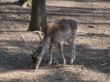 3. obrázek Zoo koutek Malá Chuchle- Praha