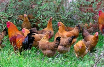 Obrázek Najděte si svoji slepičku - nekupujte vejce v obchodě