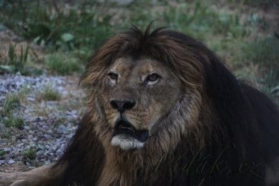 Obrázek Zoo Dvorec - České Budějovice