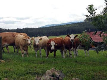 8. obrázek Penzion pod pralesem- Prachatice