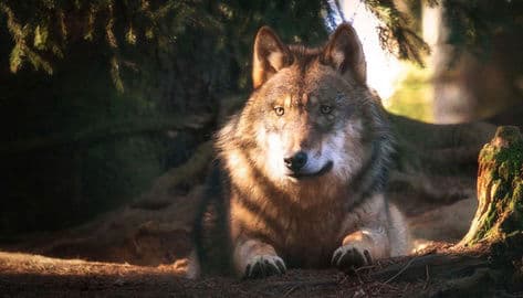 Zvířecí park Bavorský les – Bayerwald-Tierpark Lohberg, Německo