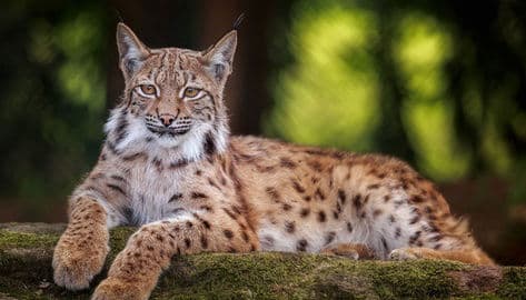 2. obrázek Zvířecí park Bavorský les – Bayerwald-Tierpark Lohberg, Německo
