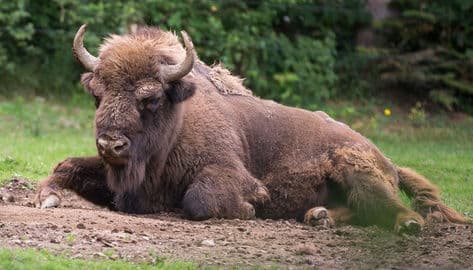 3. obrázek Zvířecí park Bavorský les – Bayerwald-Tierpark Lohberg, Německo