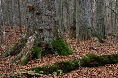 2. obrázek Boubínský prales a Boubínské jezírko