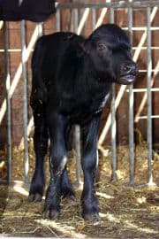 4. obrázek Zoo Dvorec - České Budějovice
