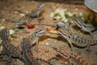 6. obrázek Terárium - Dubeč - Praha 