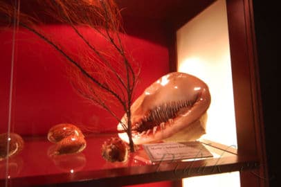 4. obrázek Akvárium Pod hladinou Vltavy- Praha