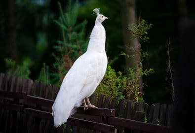3. obrázek Diana – rozhledna, lanovka a mini zoo Karlovy Vary