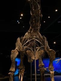 2. obrázek Dinosauria Museum Prague
