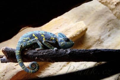 5. obrázek Zoo Hodonín