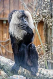 3. obrázek Biopark Štít