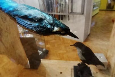 4. obrázek Muzeum Frenštát pod Radhoštěm