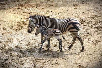 2. obrázek Národní zoo Bojnice – Slovensko