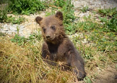 3. obrázek Národní zoo Bojnice – Slovensko