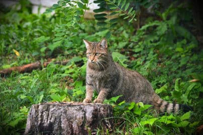 4. obrázek Národní zoo Bojnice – Slovensko