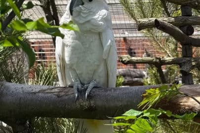 Papouščí zoologická zahrada Bošovice