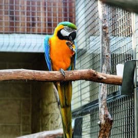 2. obrázek Papouščí zoologická zahrada Bošovice