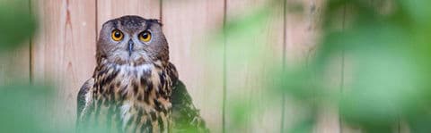 2. obrázek ParaZOO Vlašim – zvířata, která se nemohou vrátit do přírody