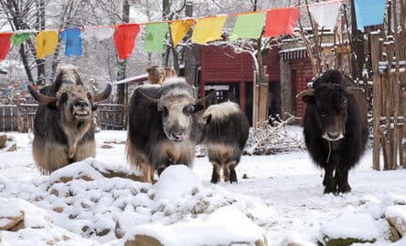 Zoo Görlitz – Naturschutz-Tierpark Görlitz-Zgorzelec s tibetskou vesnicí, Německo