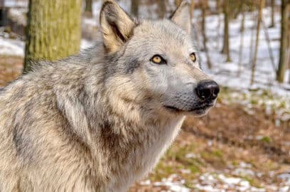 2. obrázek Zvířecí park Ernstbrunn – Wildpark Ernstbrunn s vlčím výzkumným centrem, Rakousko 2. obrázek Zvířecí park Ernstbrunn – Wildpark Ernstbrunn s vlčím výzkumným centrem, Rakousko