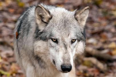 Zvířecí park Ernstbrunn – Wildpark Ernstbrunn s vlčím výzkumným centrem, Rakousko