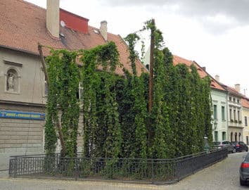 Žatecká Dočesná 4.-5.9.2026