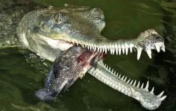 9. obrázek Krokodýlí ZOO Protivín