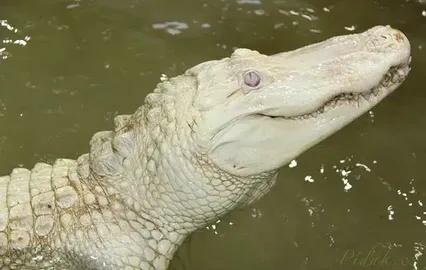 Obrázek Krokodýlí ZOO Protivín