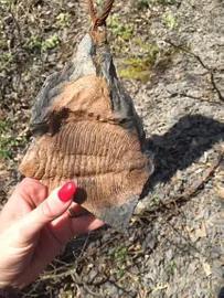 3. obrázek Výlet naučnou stezkou po stopách trilobita na Hrad Týřov 