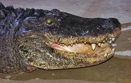 7. obrázek Krokodýlí ZOO Protivín
