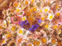 2. obrázek Med z květů sedmikrásky- chudobky