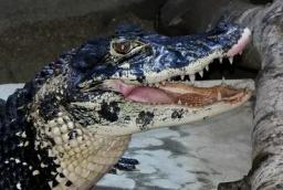 8. obrázek Krokodýlí ZOO Protivín