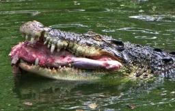 2. obrázek Krokodýlí ZOO Protivín
