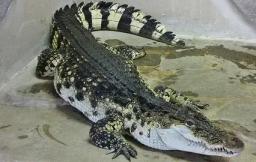 4. obrázek Krokodýlí ZOO Protivín