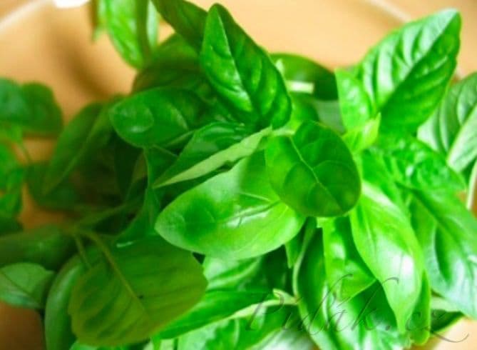 1. obrázek Bazalka a pár informací o této bylině 1. obrázek Bazalka a pár informací o této bylině