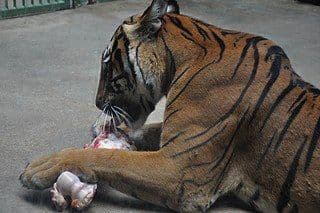 1. obrázek Zoologická zahrada Praha 1. obrázek Zoologická zahrada Praha