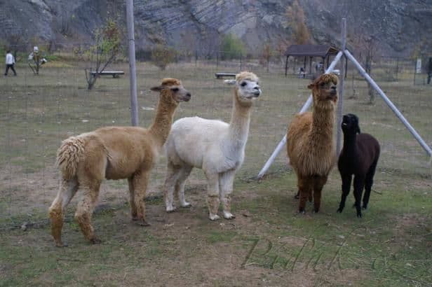 1. obrázek Lamacentrum Hády - Brno 1. obrázek Lamacentrum Hády - Brno