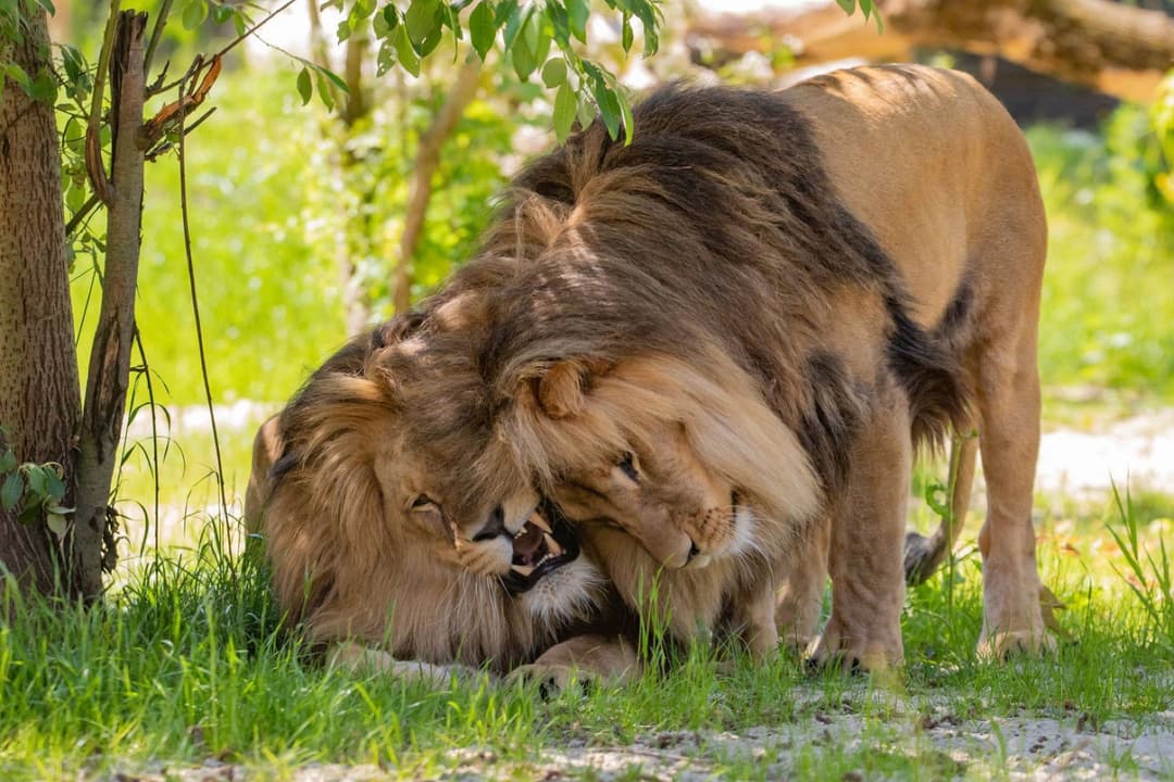 1. obrázek Zoo Opole – zoologická zahrada na ostrově Bolko, Polsko 1. obrázek Zoo Opole – zoologická zahrada na ostrově Bolko, Polsko