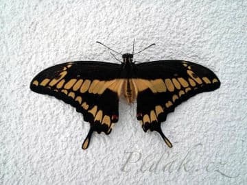 4. obrázek Motýlí dům - Karlovy Vary 4. obrázek Motýlí dům - Karlovy Vary